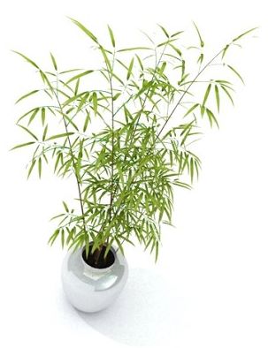 cool bamboos